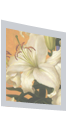 The Lily